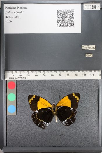 Media type: image;   Entomology 130245
